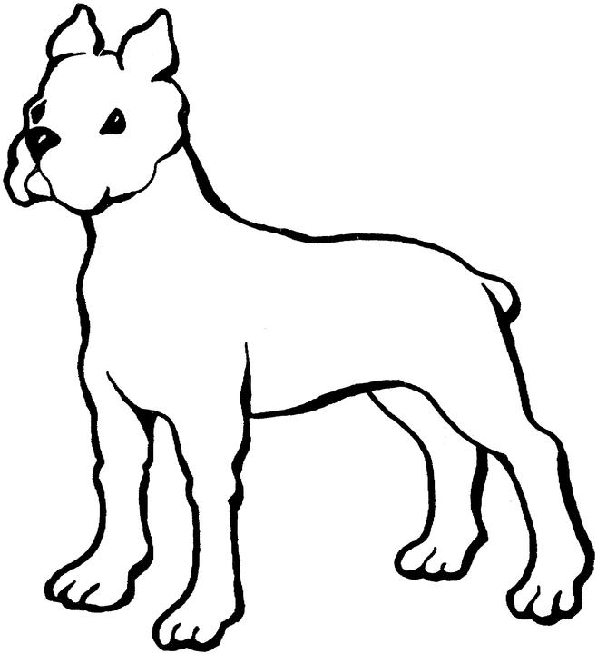 Kolorowanka z Psem - Boxer do Druku dla Dzieci kolorowanka do druku